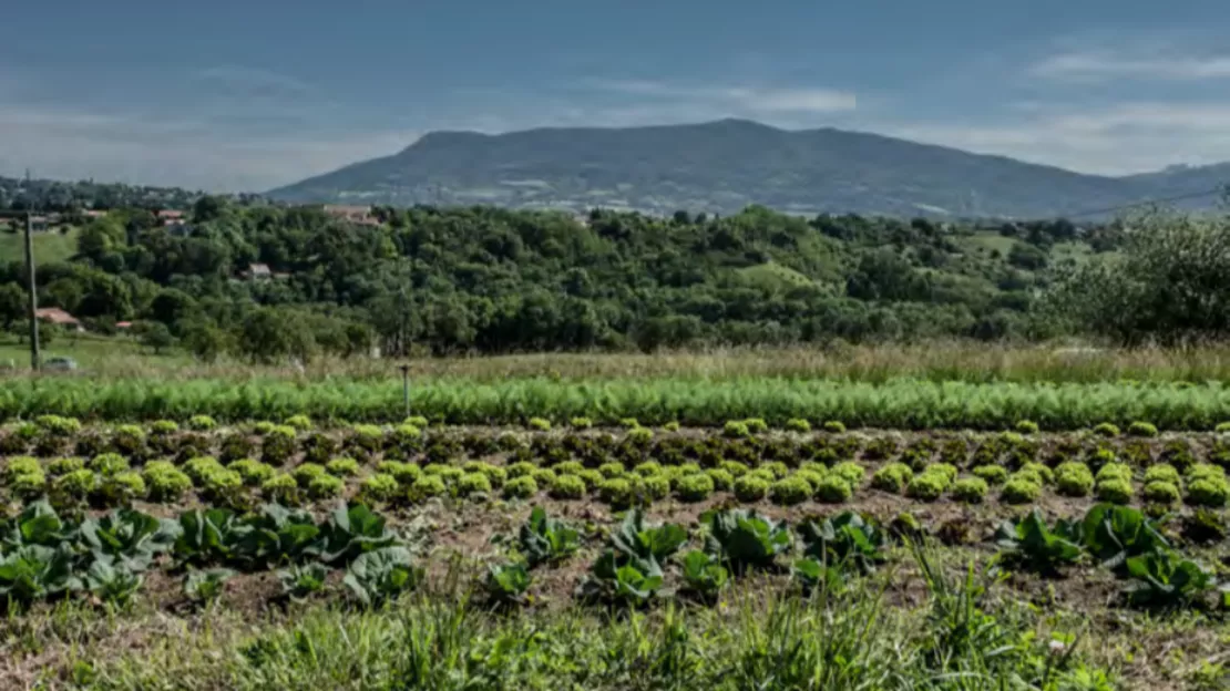 Grand Genève : un appel à candidature sur l'agriculture