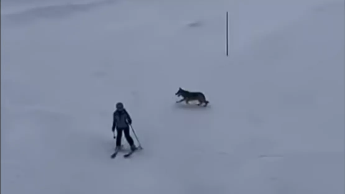Flaine : un loup filmé sur les pistes du domaine skiable