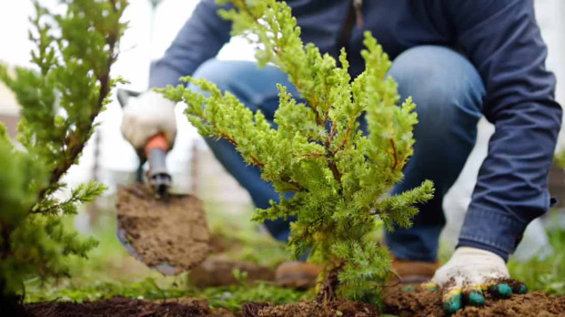 Genève poursuit sa politique d’arborisation volontariste