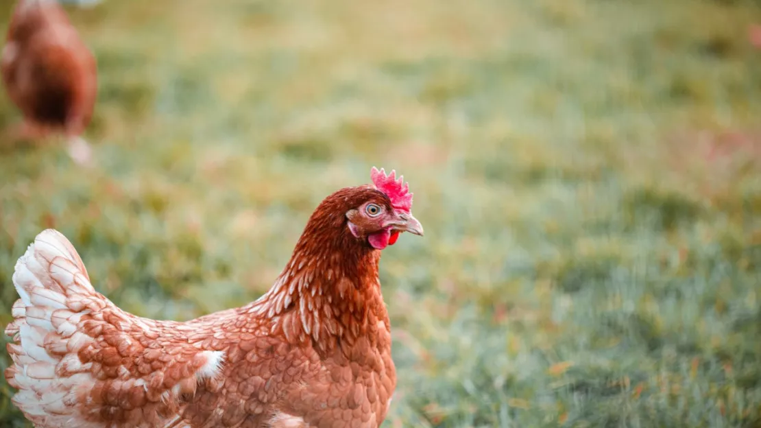Grippe aviaire : la situation s’améliore dans l’Ain