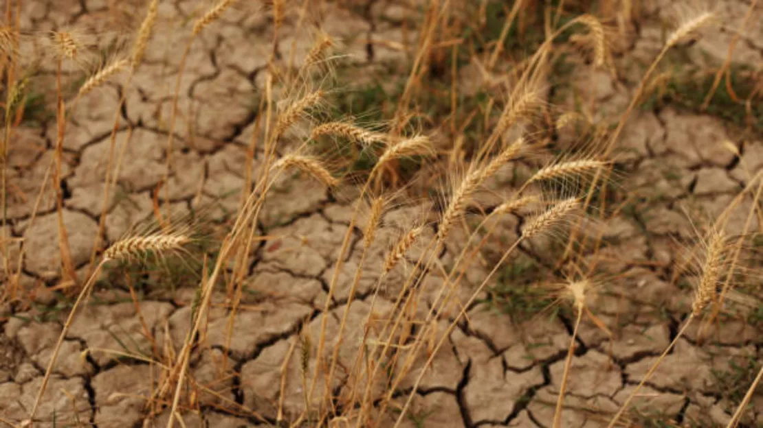 Haute-Savoie : EELV veut des actions plus fortes face à la sécheresse