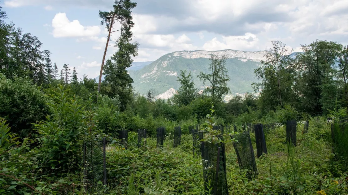 La Haute-Savoie se mobilise pour ses forêts