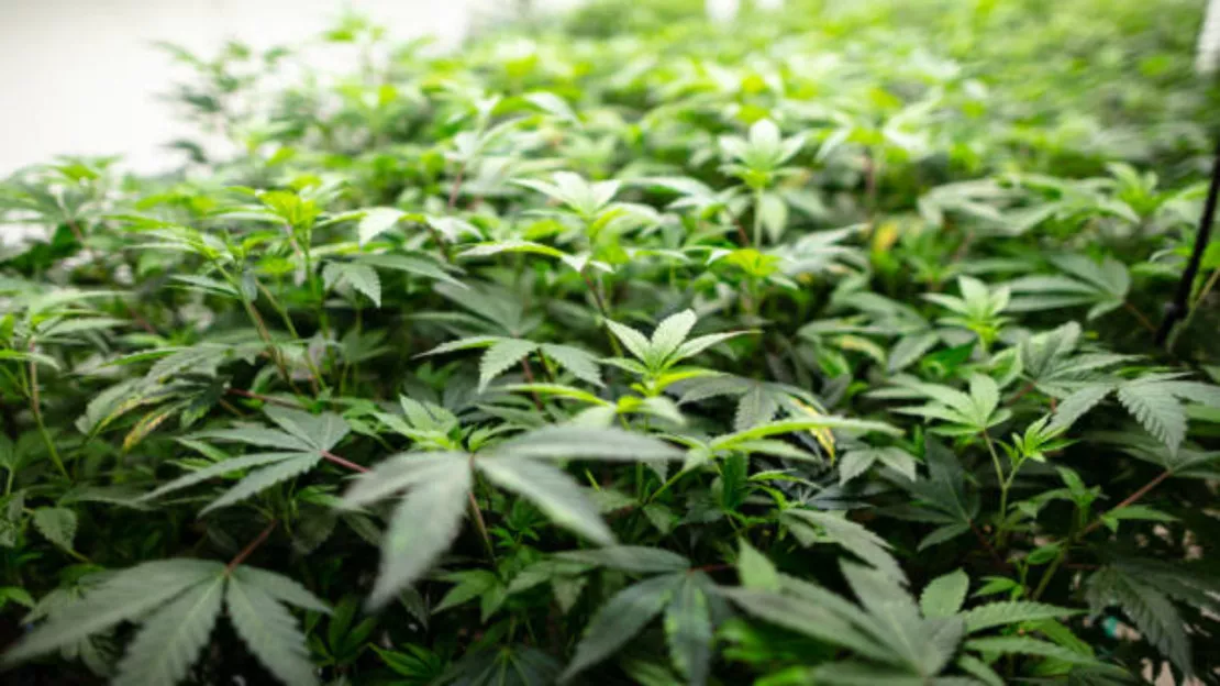 La vente régulée de cannabis débute à Lausanne