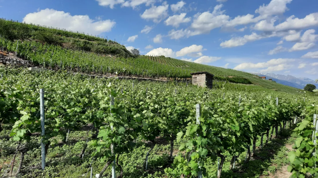 Le Plan régional pour la filière viticole signé vendredi en Savoie