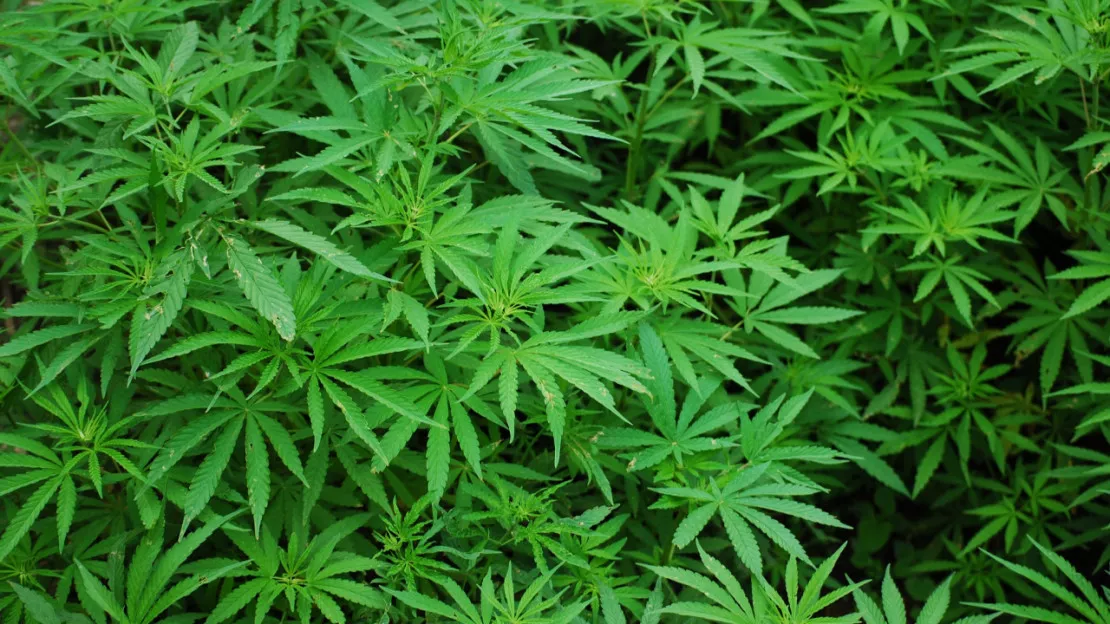 Le point de vente test de cannabis suscite beaucoup d’intérêt à Lausanne