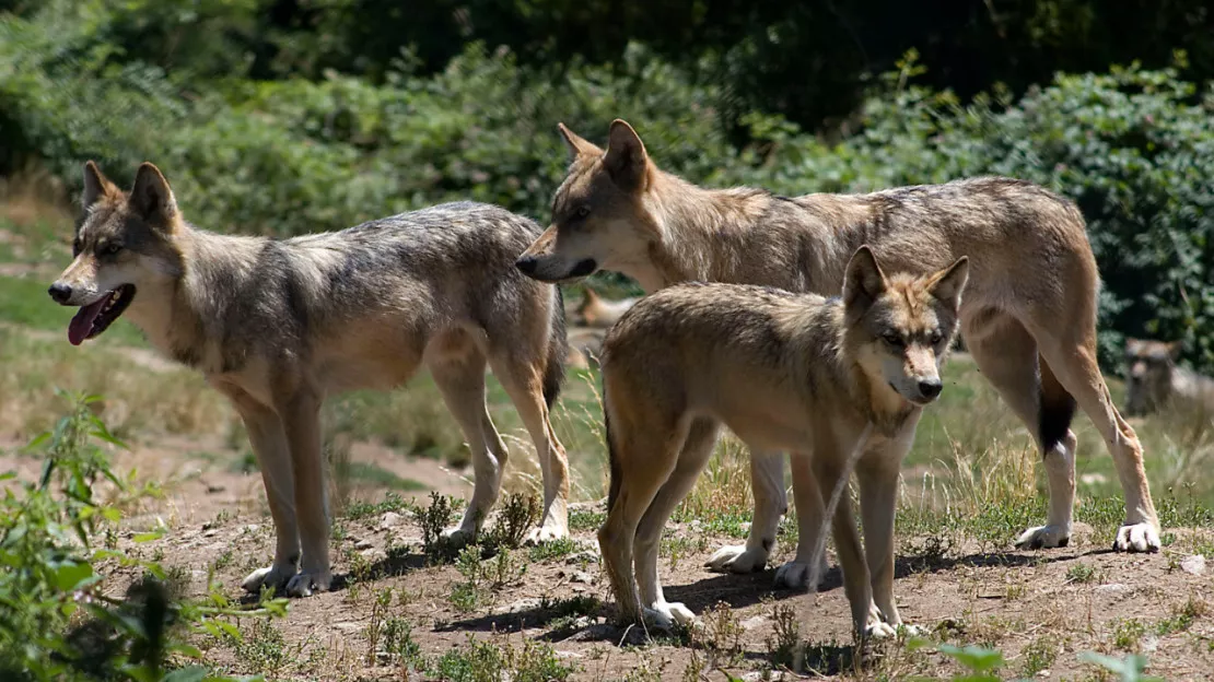 Les Alpes interpellent le gouvernement au sujet du Loup