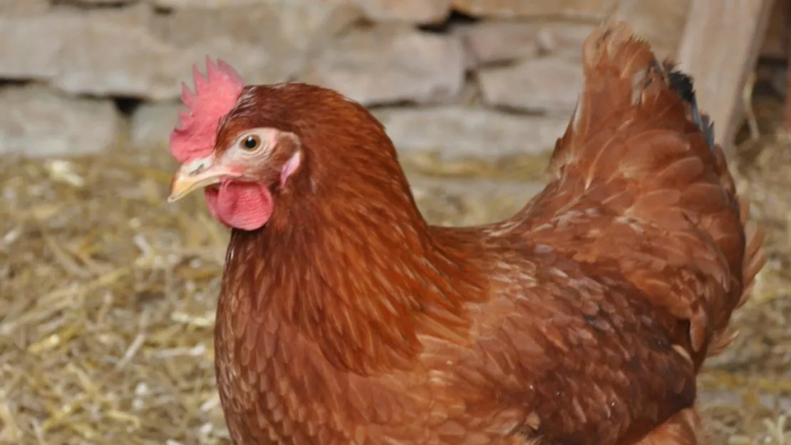Retour de la grippe aviaire en Suisse Romande