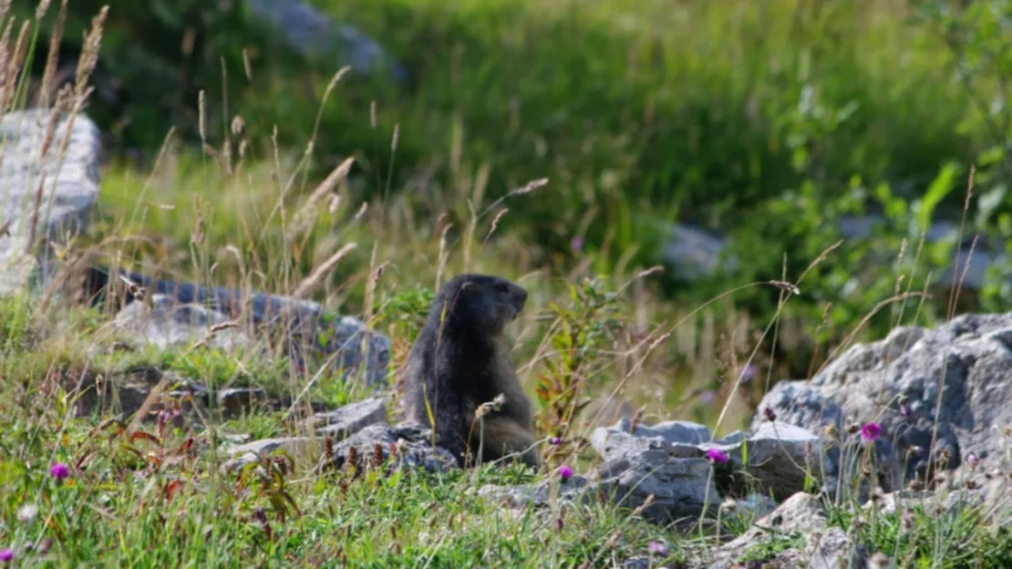 Savoie : la chasse à la marmotte et aux lièvres toujours autorisée