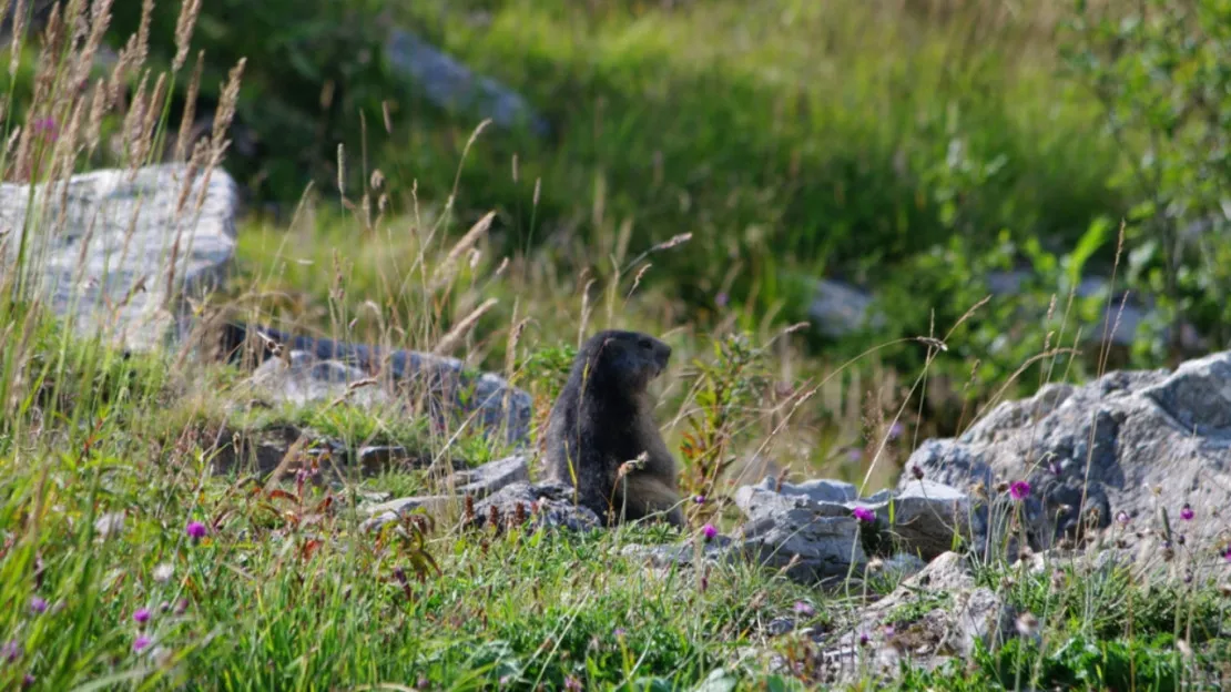 Savoie : les associations disent non à la chasse à la marmotte