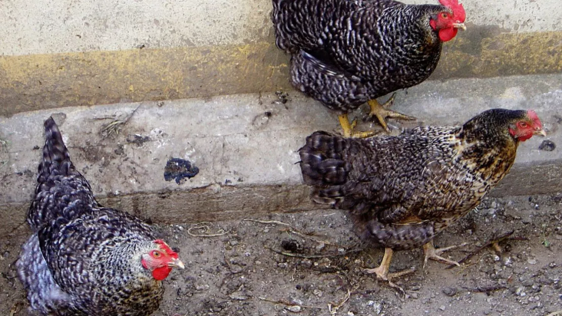 Un foyer de grippe aviaire à Chamonix