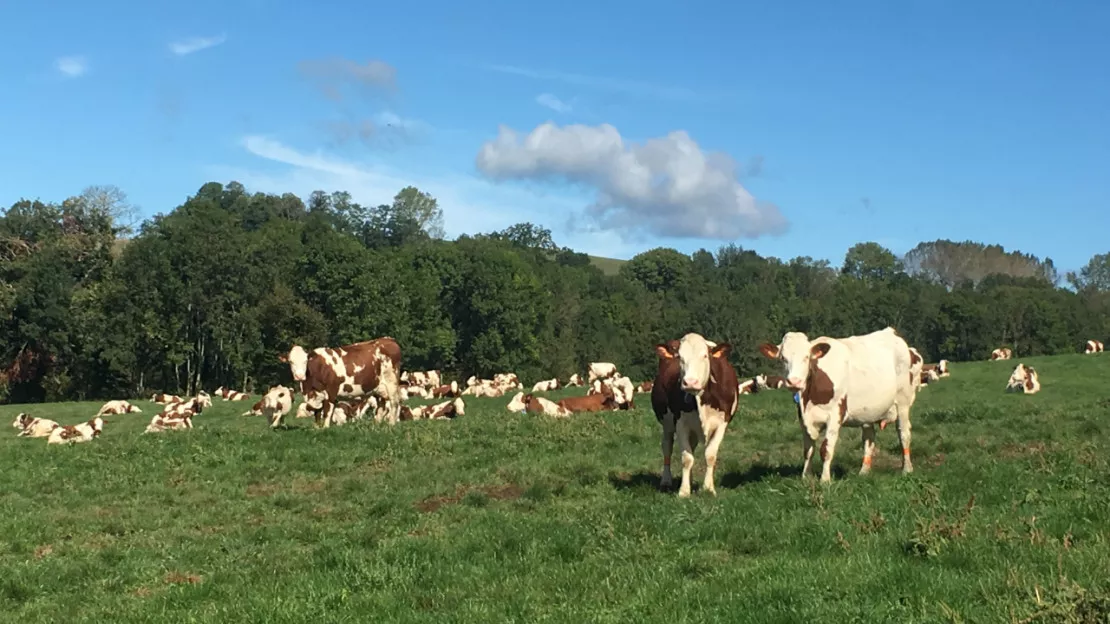 Une opération délicate pour sauver des vaches en Savoie