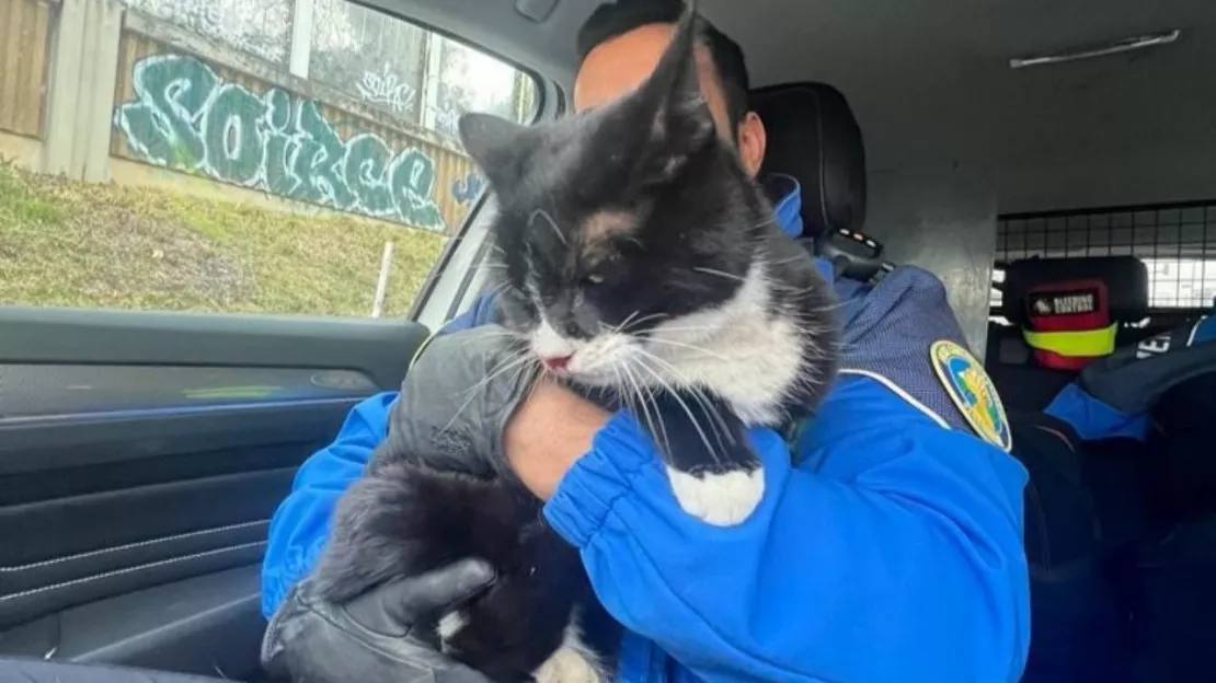 Vaud : les policiers sauvent un chat blessé sur l'autoroute A1