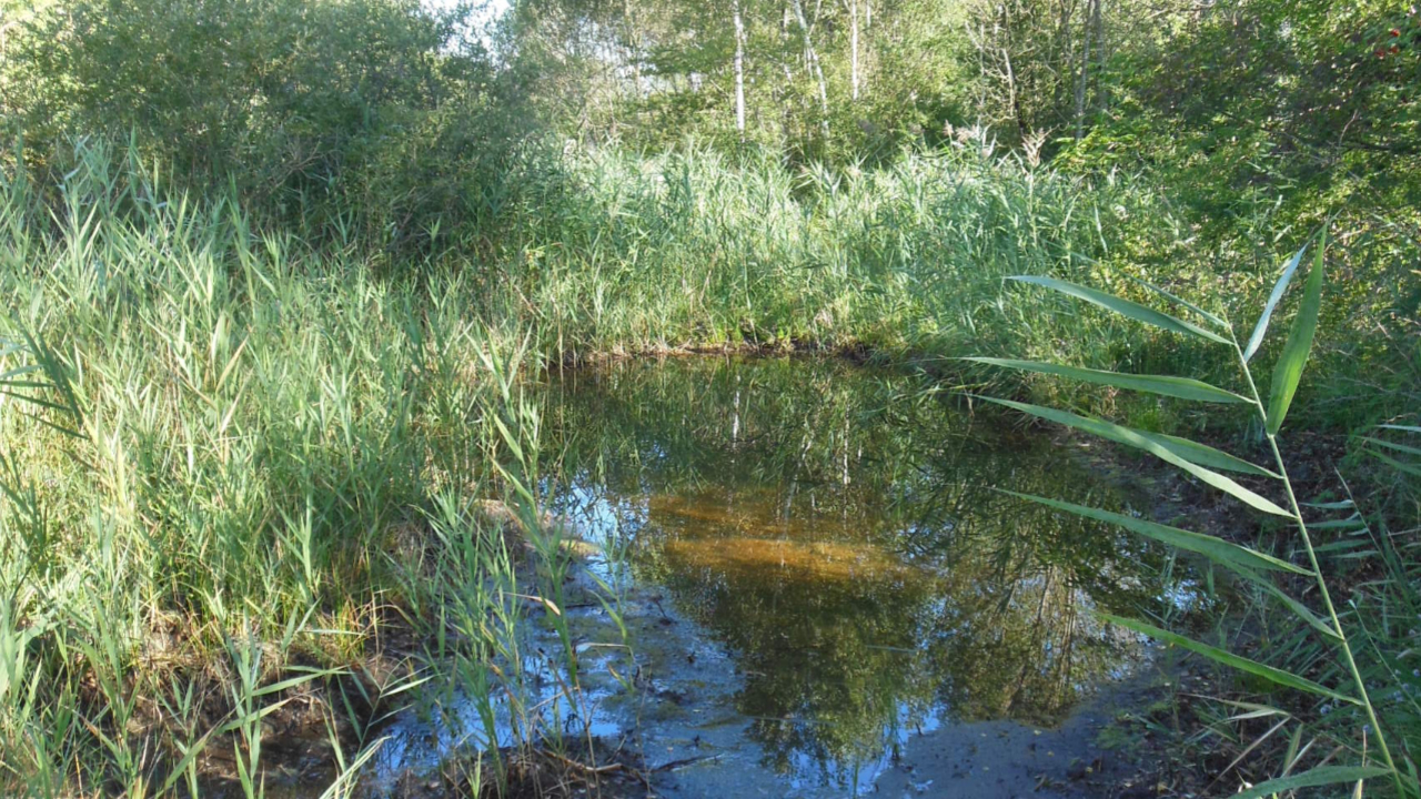 Allinges : sortie nocturne au marais de la Bossenot ce vendredi 17 mars