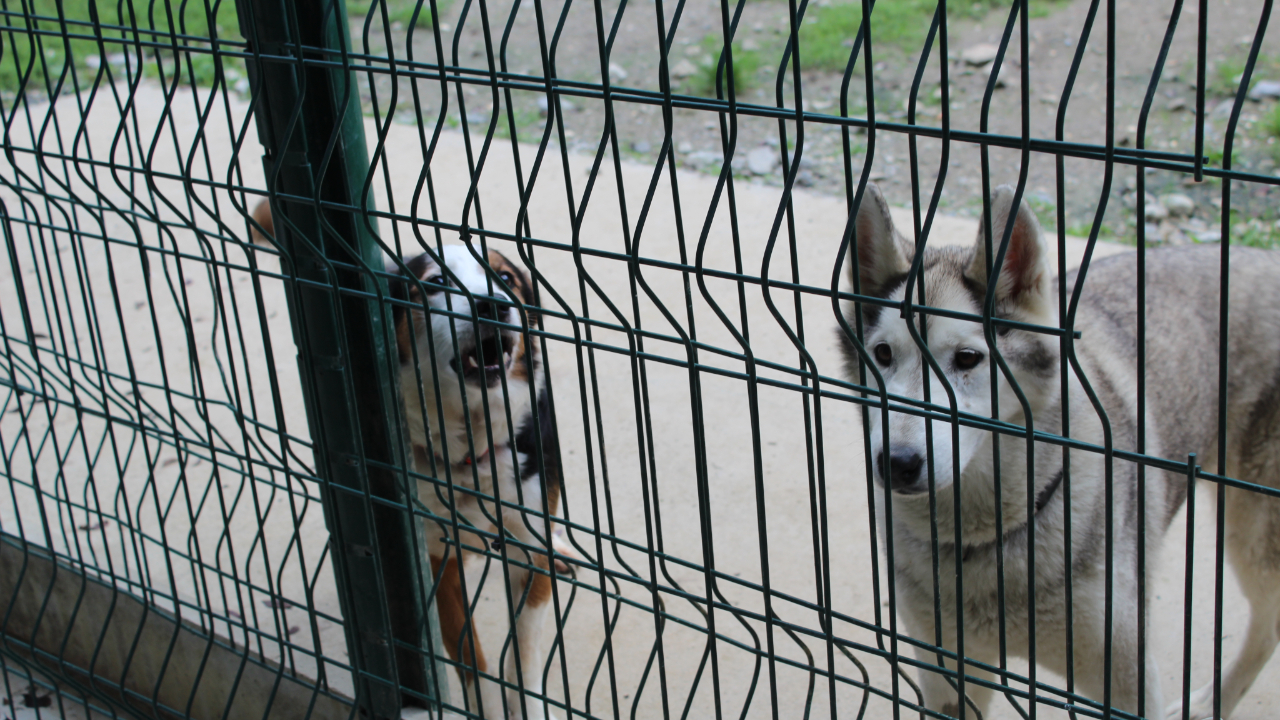 Cluses : les abandons à la SPA sont en forte hausse