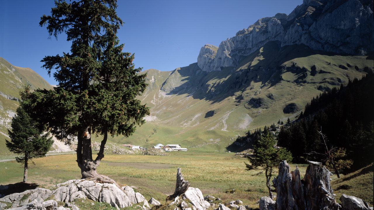 Col de Bise : appel &agrave; b&eacute;n&eacute;voles pour deux journ&eacute;es de r&eacute;colte de semence sur l'alpage