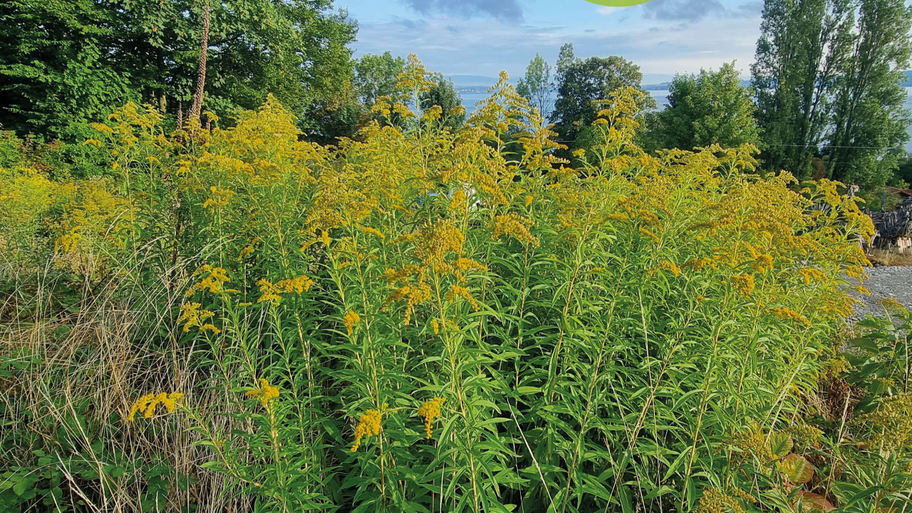 Communaut&eacute; de Communes Pays d'Evian-Vall&eacute;e d'Abondance : chantier participatif d&rsquo;arrachage de plantes invasives