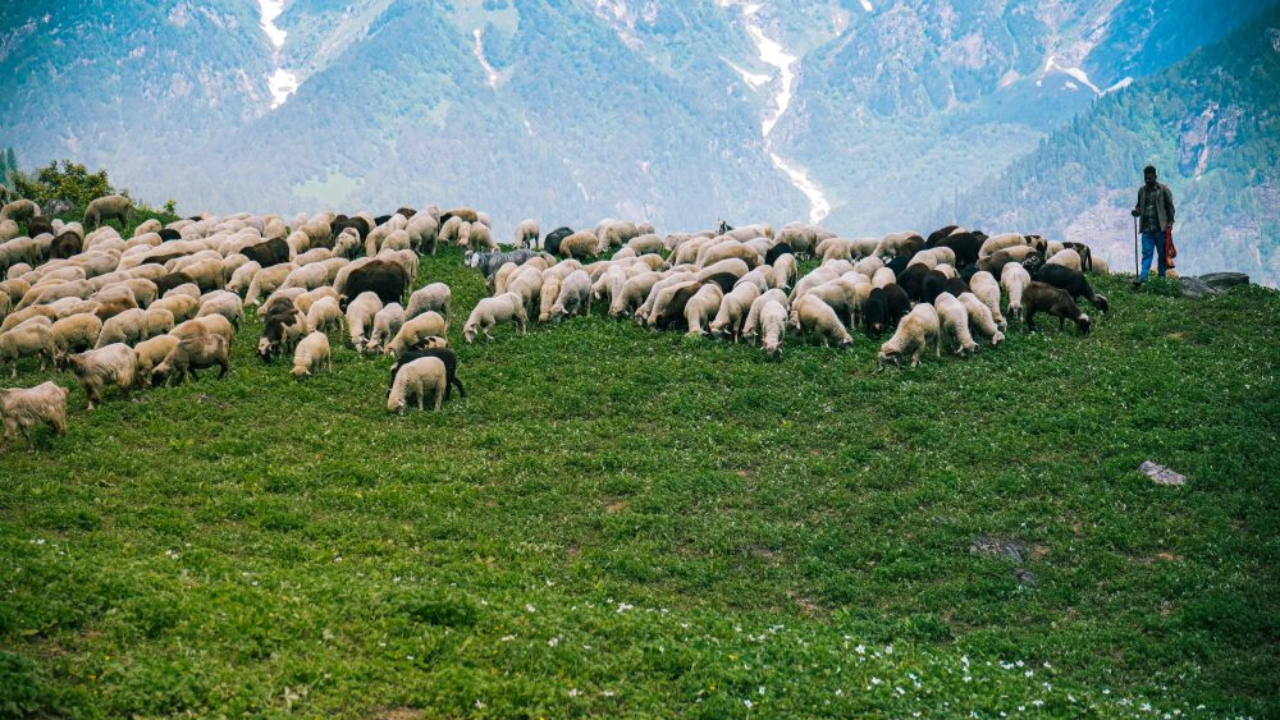 D&eacute;montagn&eacute;e : les rendez-vous &agrave; ne pas manquer cet automne en Haute-Savoie