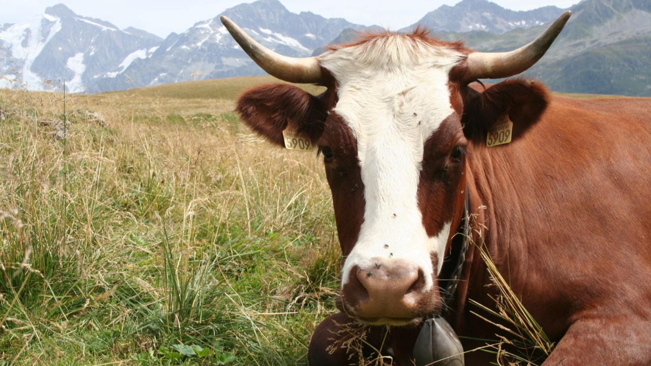 Dermatose : La Région Auvergne-Rhône-Alpes aide les agriculteurs à hauteur de 600 000 euros