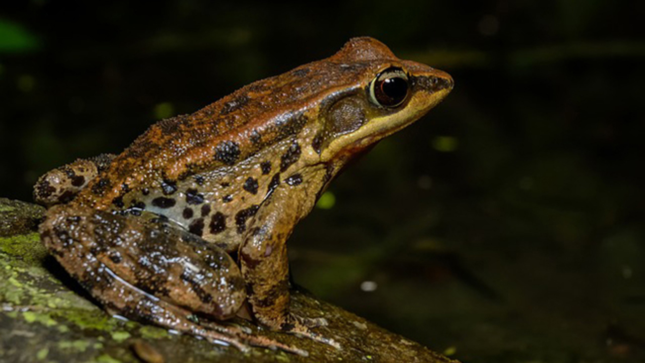 Des aménagements routiers en faveur des amphibiens en Haute-Savoie