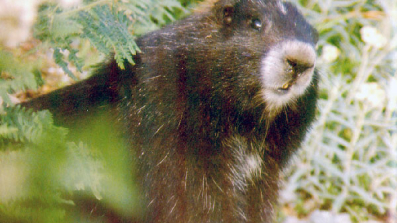 Deux opérations samedi dans les 2 Savoie