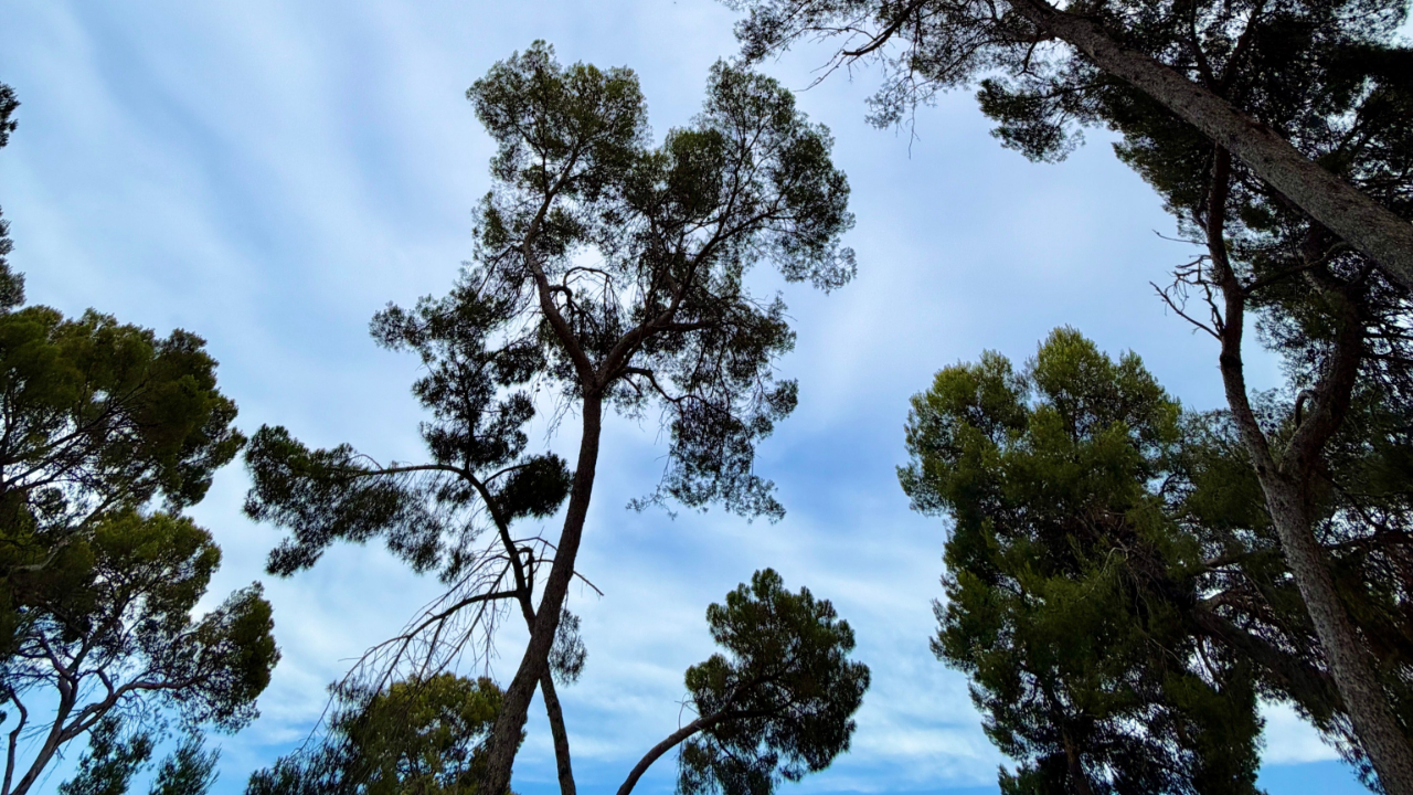 Genève : 35 arbres vont être abattus cet automne Genève : 35 arbres vont être abattus cet automne