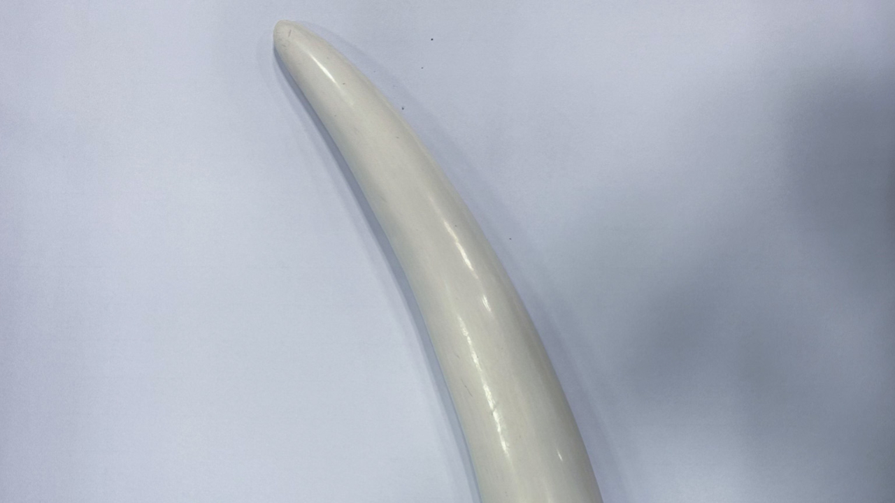 Genève : le touriste américain pincé à l'aéroport avec une défense d'éléphant Genève : le touriste américain pincé à l'aéroport avec une défense d'éléphant