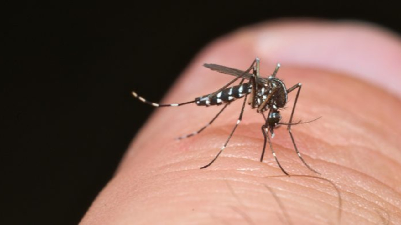 Genève lutte contre le moustique tigre