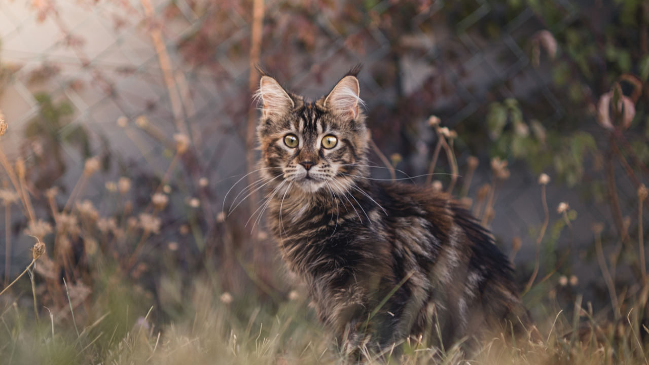Haute-Savoie : Enqu&ecirc;te ouverte apr&egrave;s la d&eacute;couverte de deux chats pendus