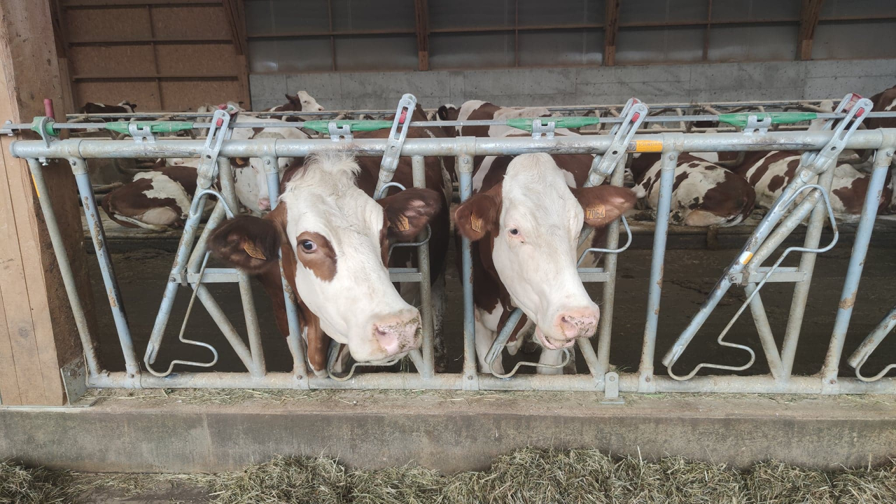 Haute-Savoie: un premier foyer de dermatose nodulaire Haute-Savoie: un premier foyer de dermatose nodulaire