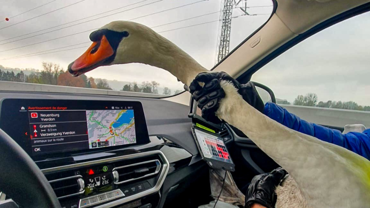 Interpellation insolite pour la police vaudoise