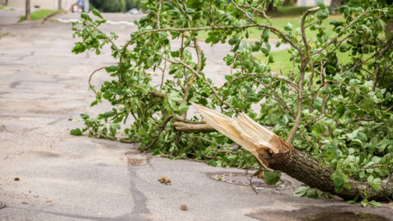 L’abattage des arbres et des haies sous Sonnaz à Thonon ne passe pas