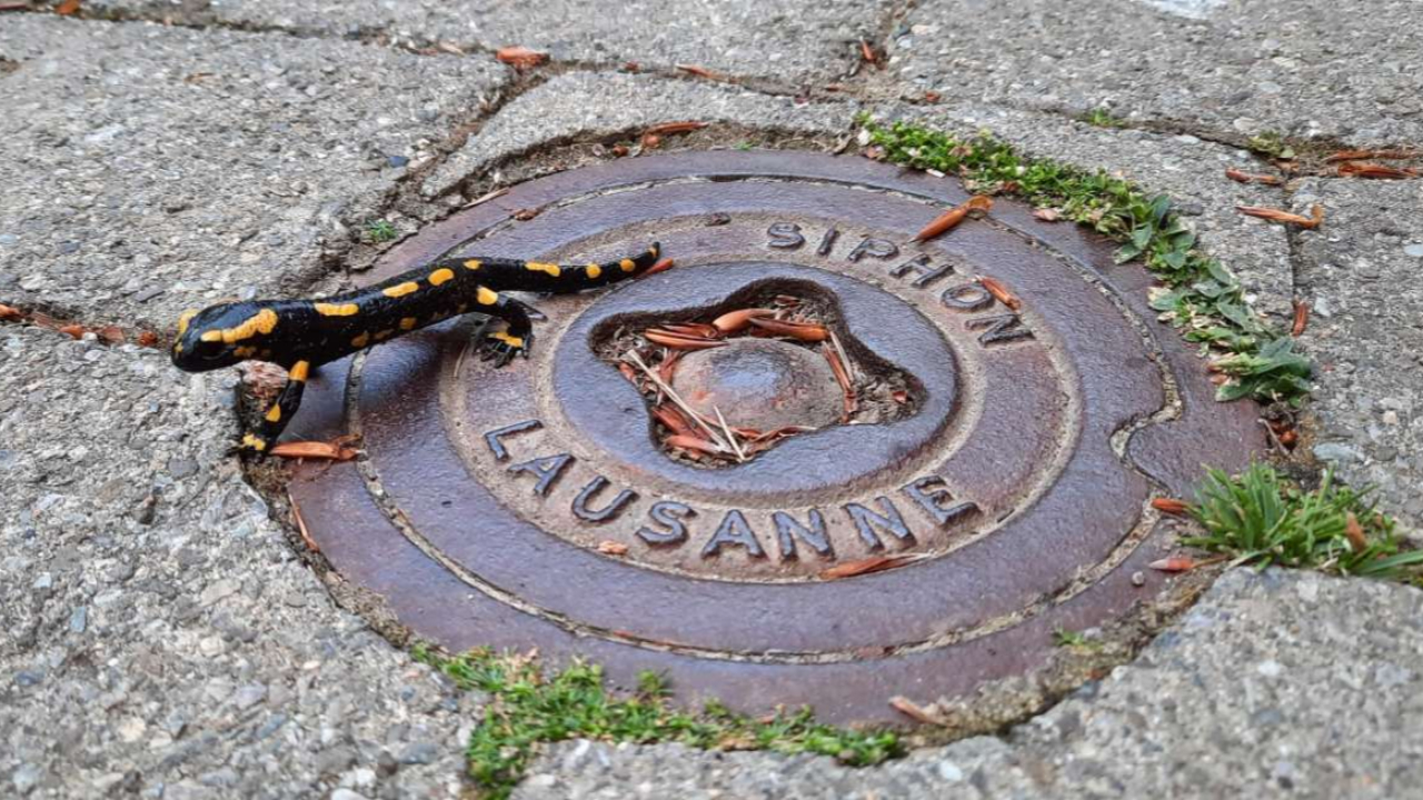 La biodiversité à l’honneur dans l’agglomération lausannoise