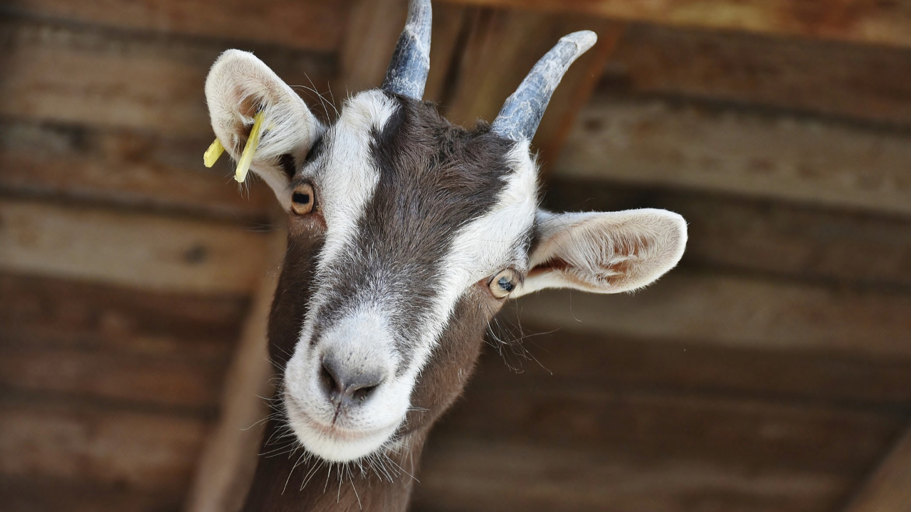 La Haute-Savoie s’engage en faveur de la filière caprine