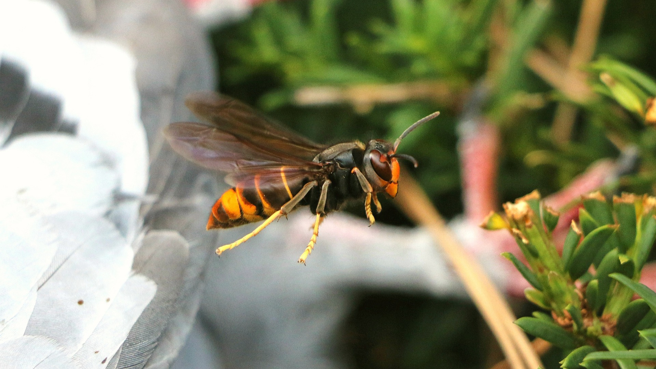 La Haute-Savoie veut lutter contre le frelon asiatique La Haute-Savoie veut lutter contre le frelon asiatique