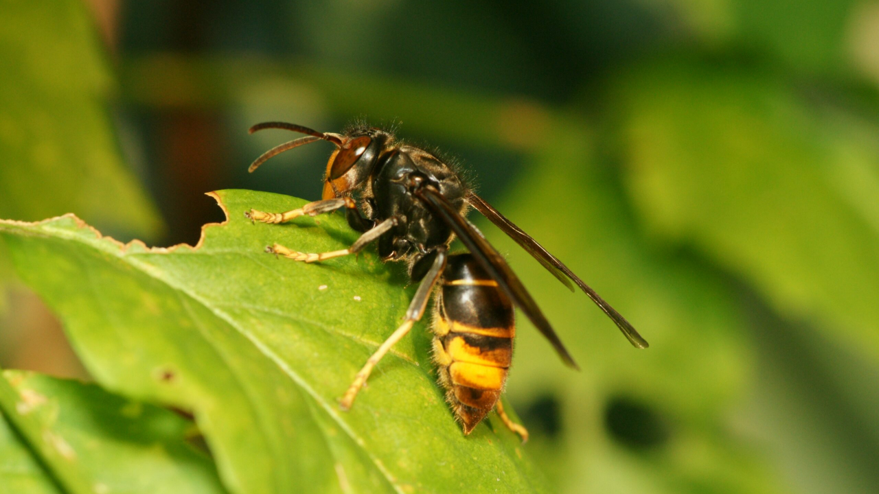 La lutte contre le frelon asiatique se poursuit en Haute-Savoie