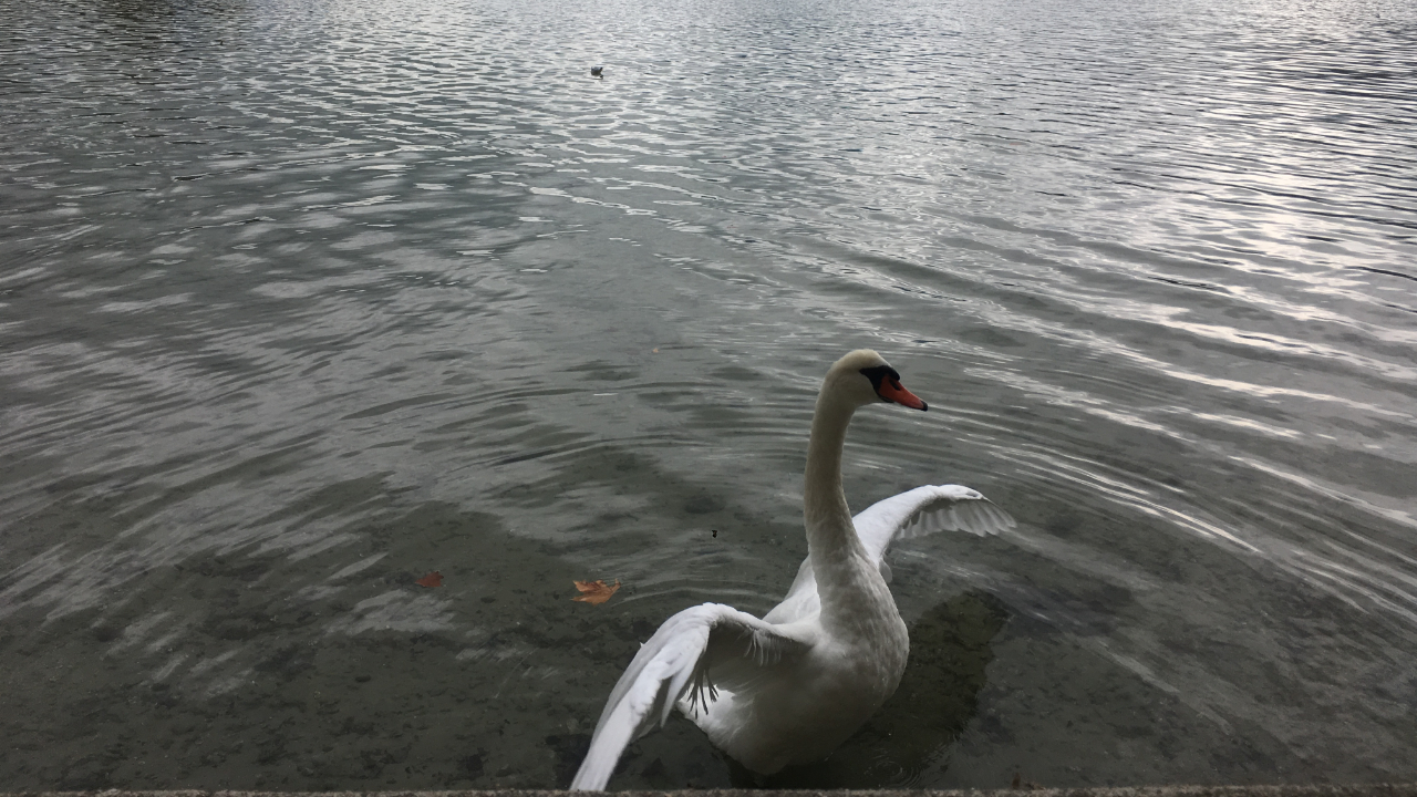 Lac d'Annecy : Un cygne touch&eacute; par la grippe aviaire, la prudence est de mise