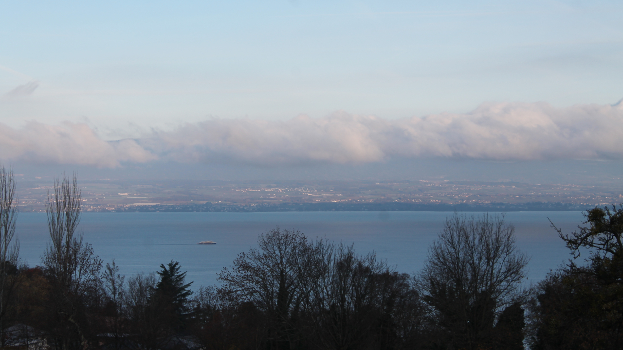 Lac léman : les feras pourraient-elles disparaître ?