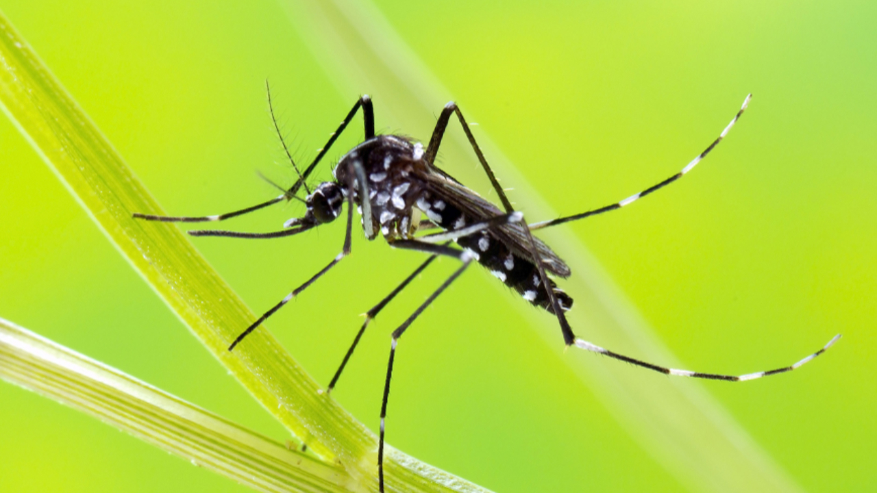 Le moustique tigre progresse encore en Pays de Savoie