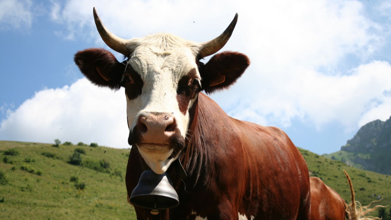 Les agriculteurs de Savoie et de Haute-Savoie à l'honneur à Paris