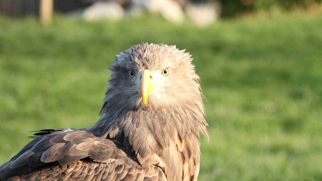 Les Aigles du Léman une nouvelle fois dans les rues de Genève