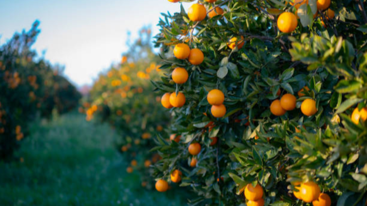 Les techniques de lutte contre le gel dans l’arboriculture posent question en Haute-Savoie