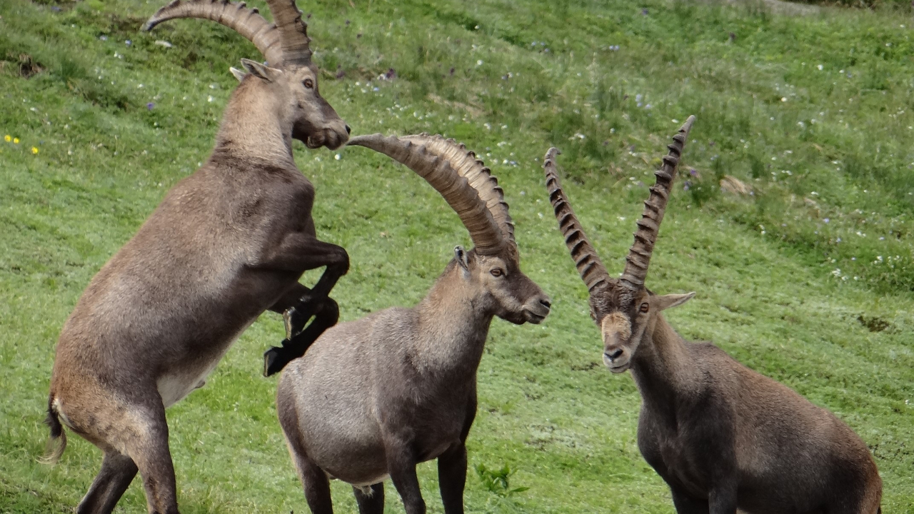 Massif du Bargy : les tirs suspendus