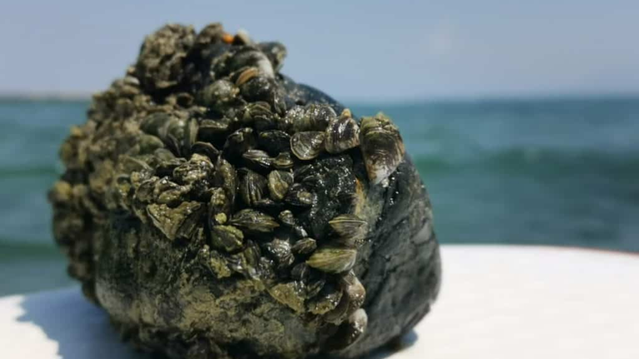 Moule Quagga : faut-il s’inquiéter de la prolifération dans le Léman ?