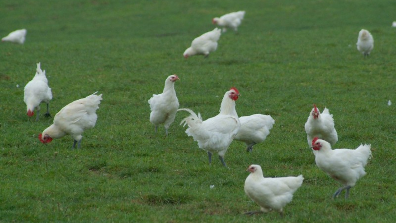 Nouvelle action de l'association L214 en Haute-Savoie