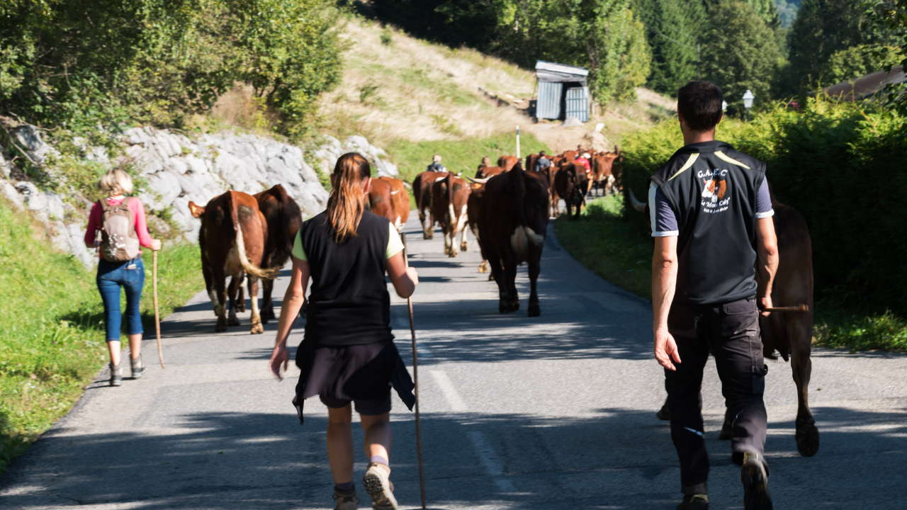 Nouvellement institué, la transhumance est désormais reconnue au « Patrimoine culturel et immatériel de l’humanité » de l’UNESCO