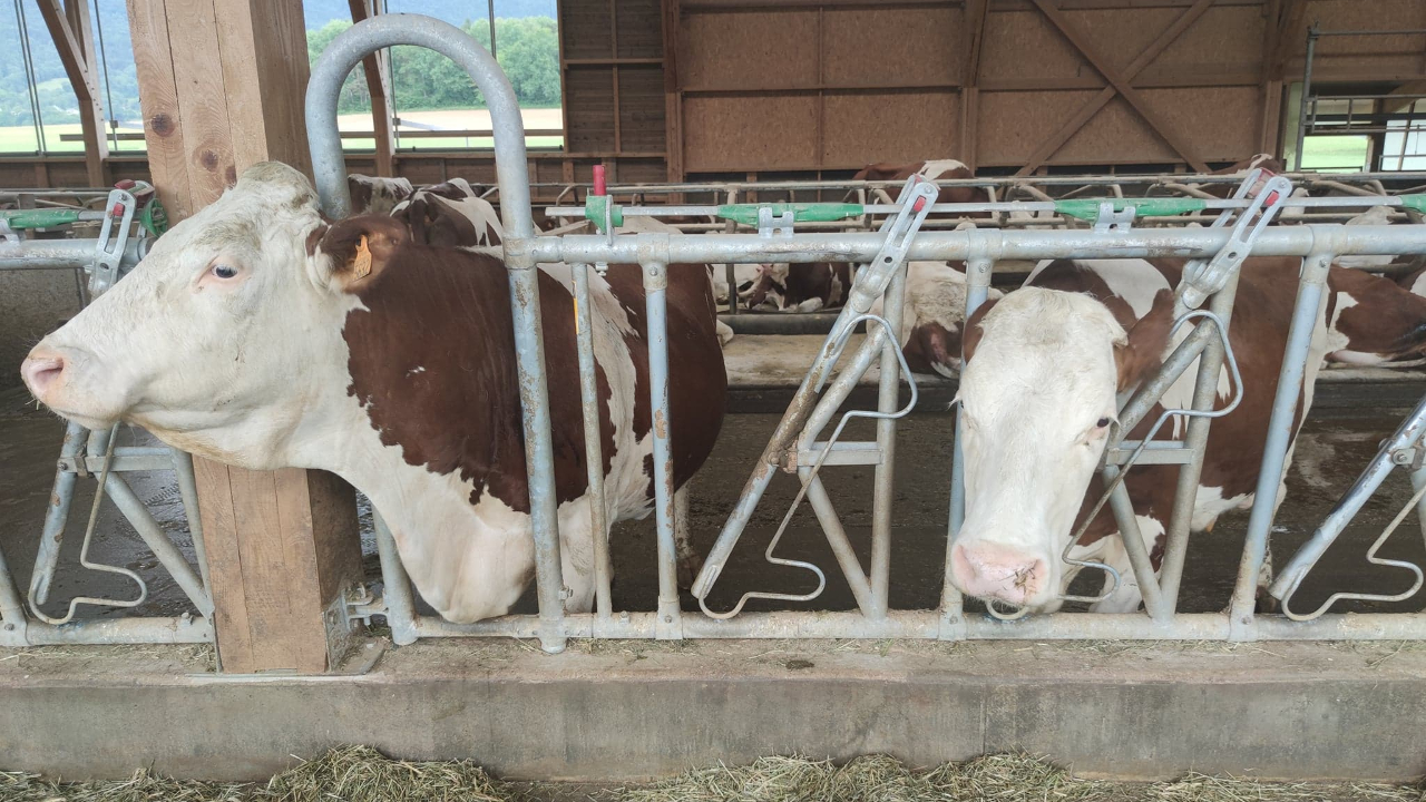 Plus d’obligation de pasteuriser le lait pour la fabrication des fromages