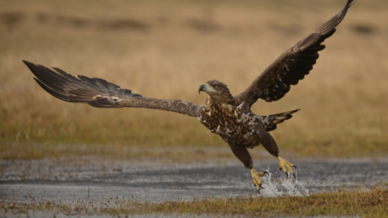 Procès à venir pour les chasseurs d'aigles Procès à venir pour les chasseurs d'aigles