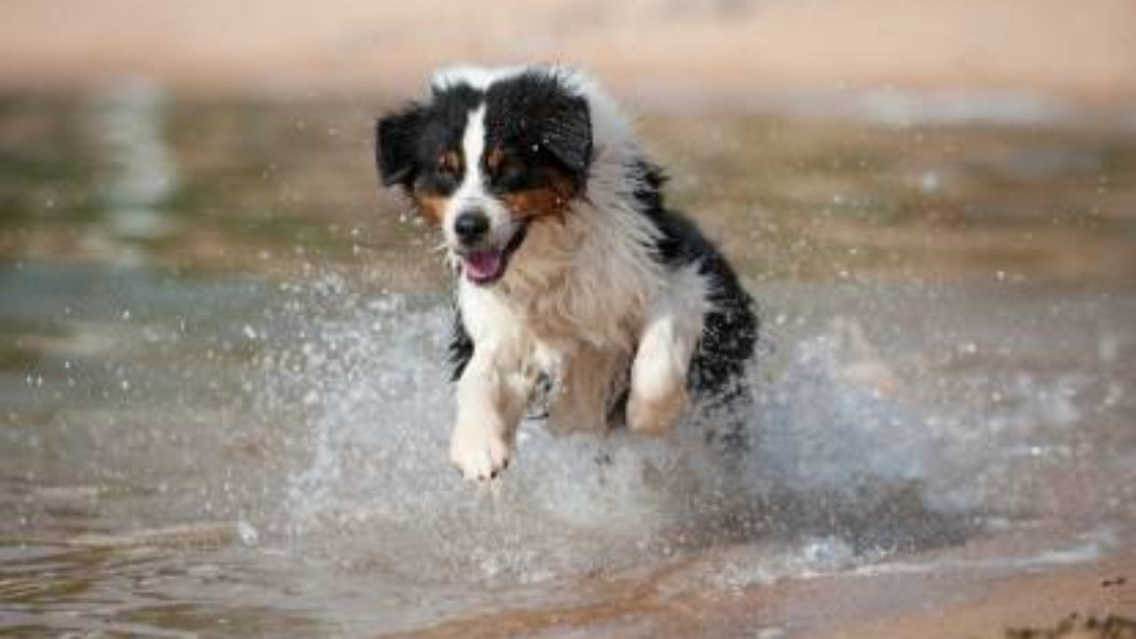 Publier : une plage réservée à la baignade des chiens