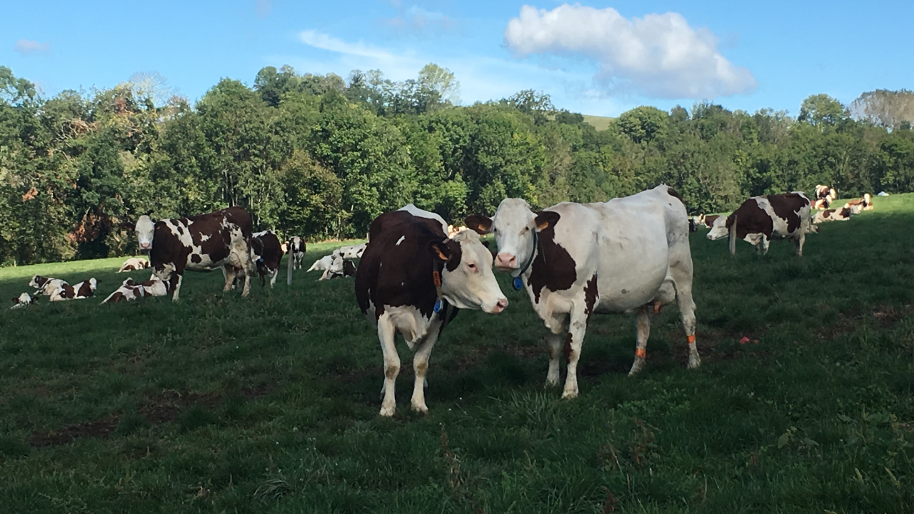 Santé : Un foyer de dermatose découvert dans un élevage savoyard
