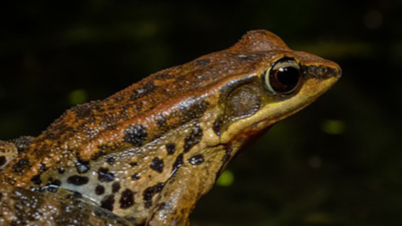 Savoie : les grenouilles de Frontenex font réagir Brigitte Bardot